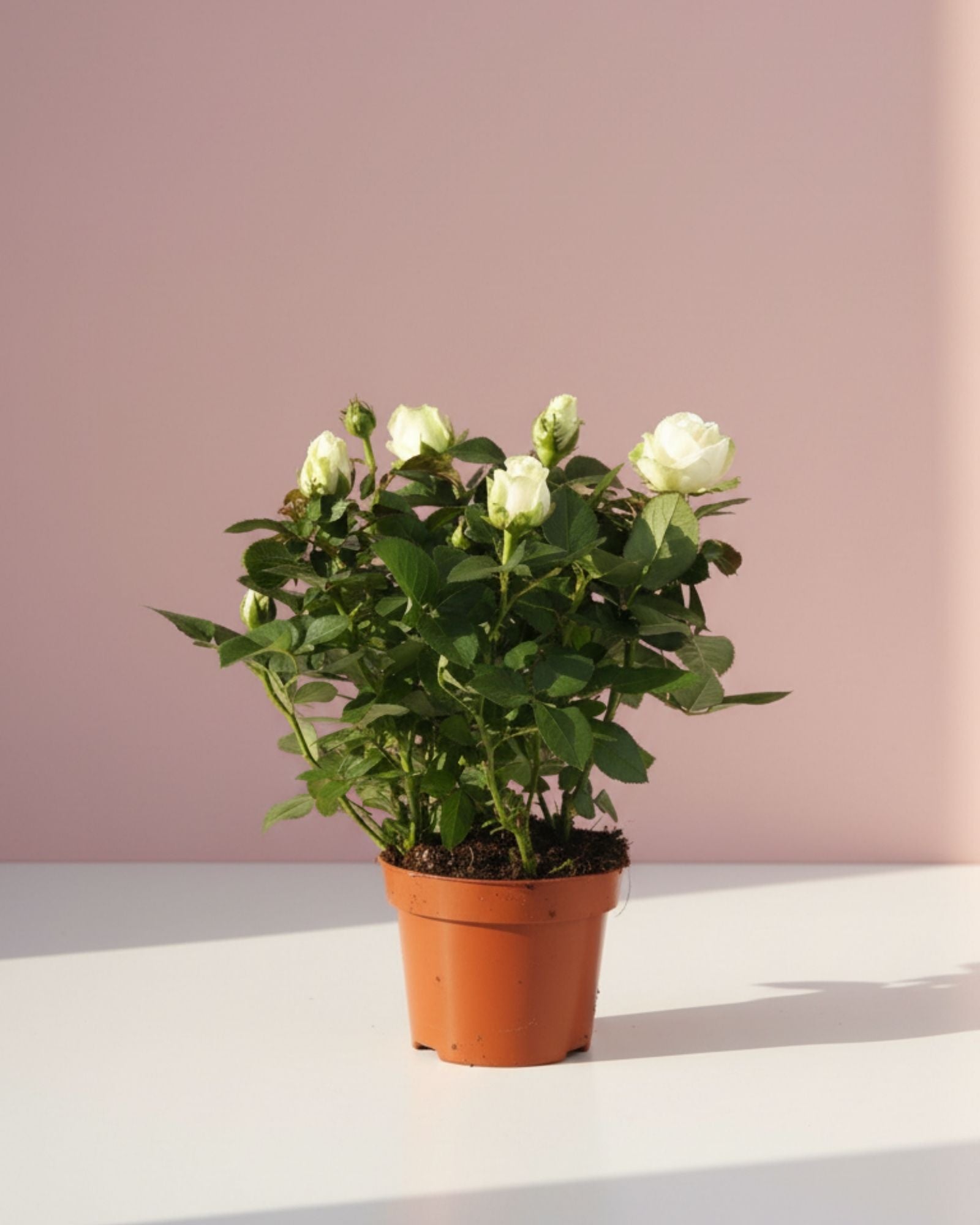 Baby Rosa White Jewel