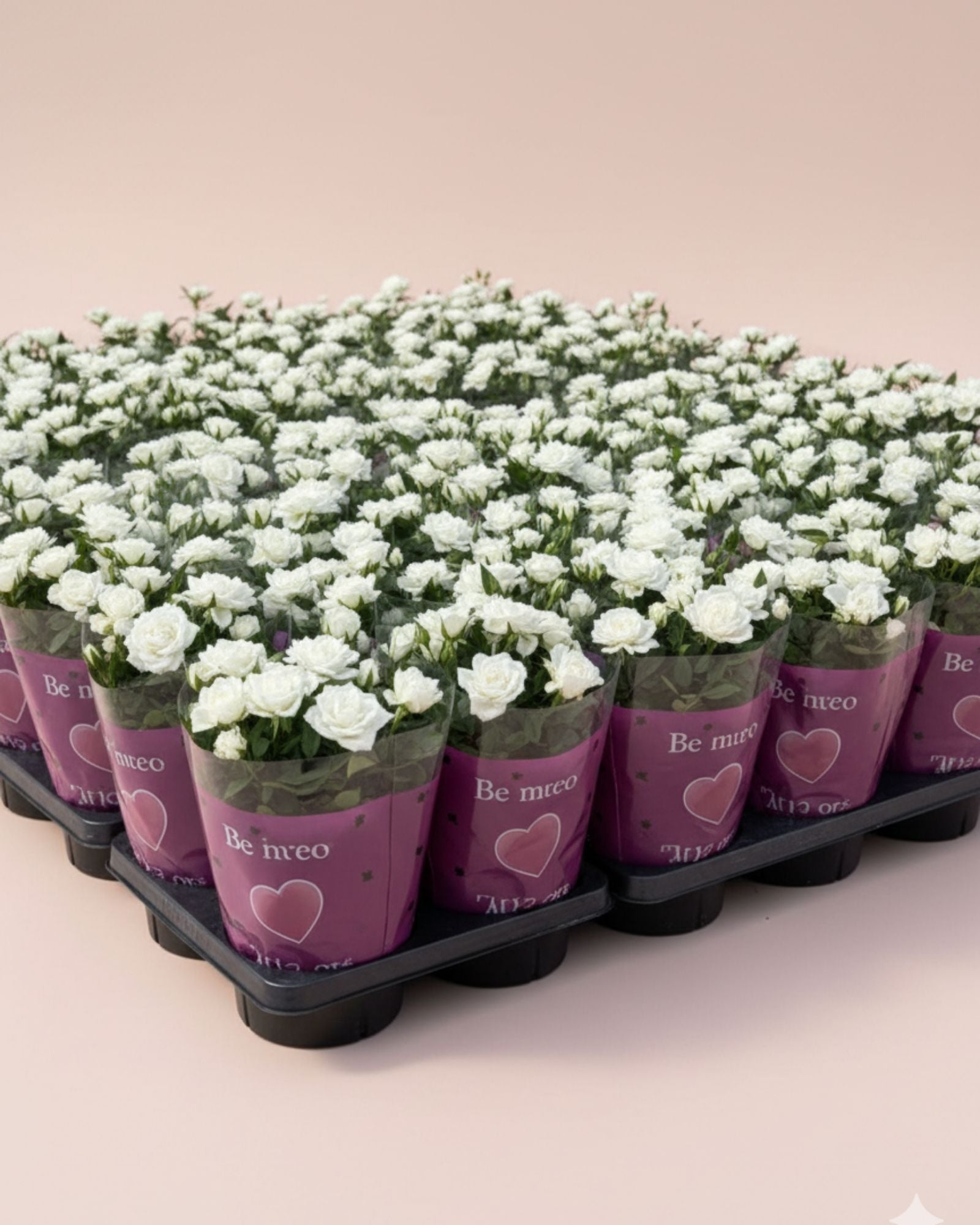 Baby Rosa White Jewel