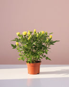 Baby Rose Amazing Jewel