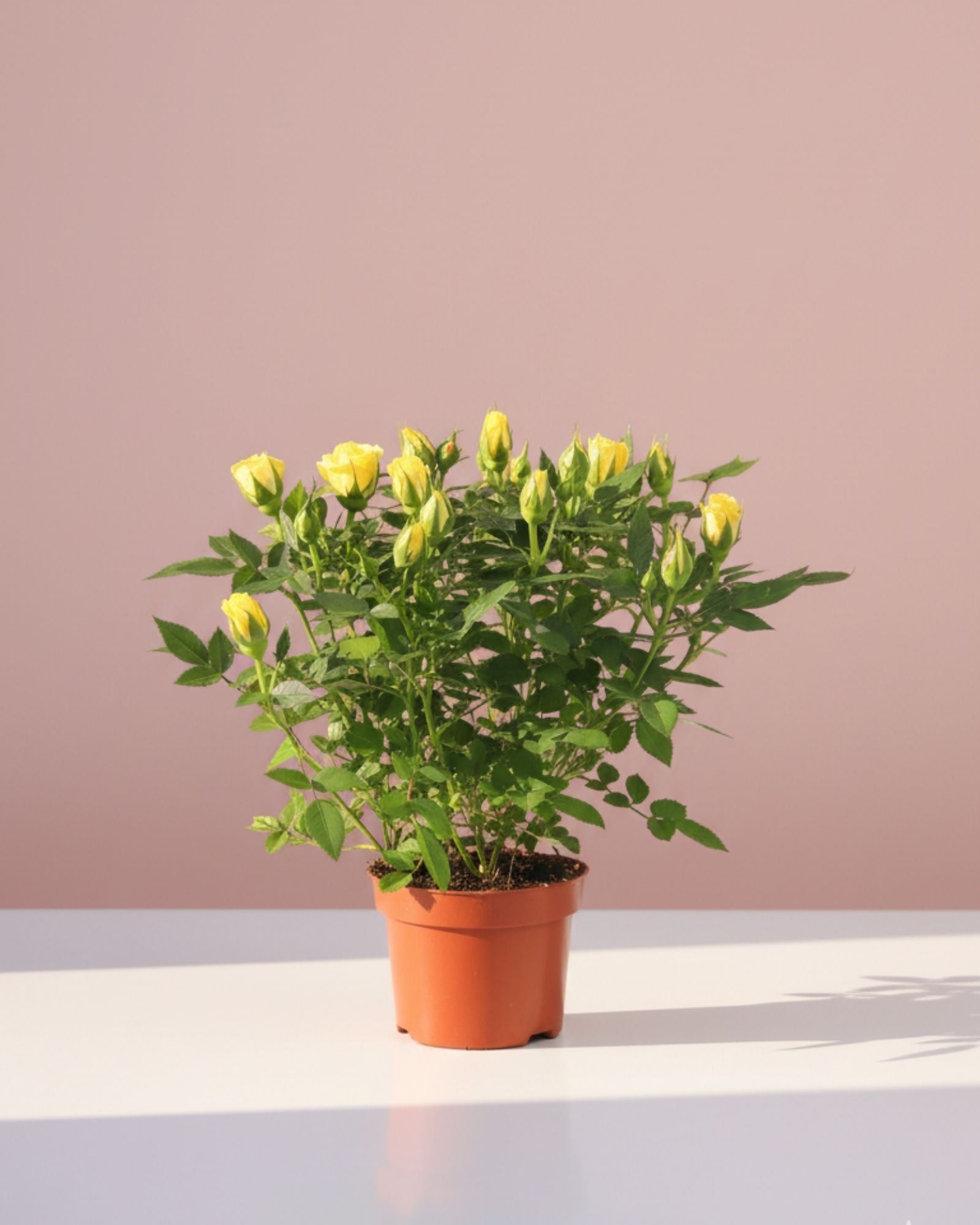 Baby Rose Amazing Jewel