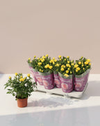 Baby Rose Amazing Jewel