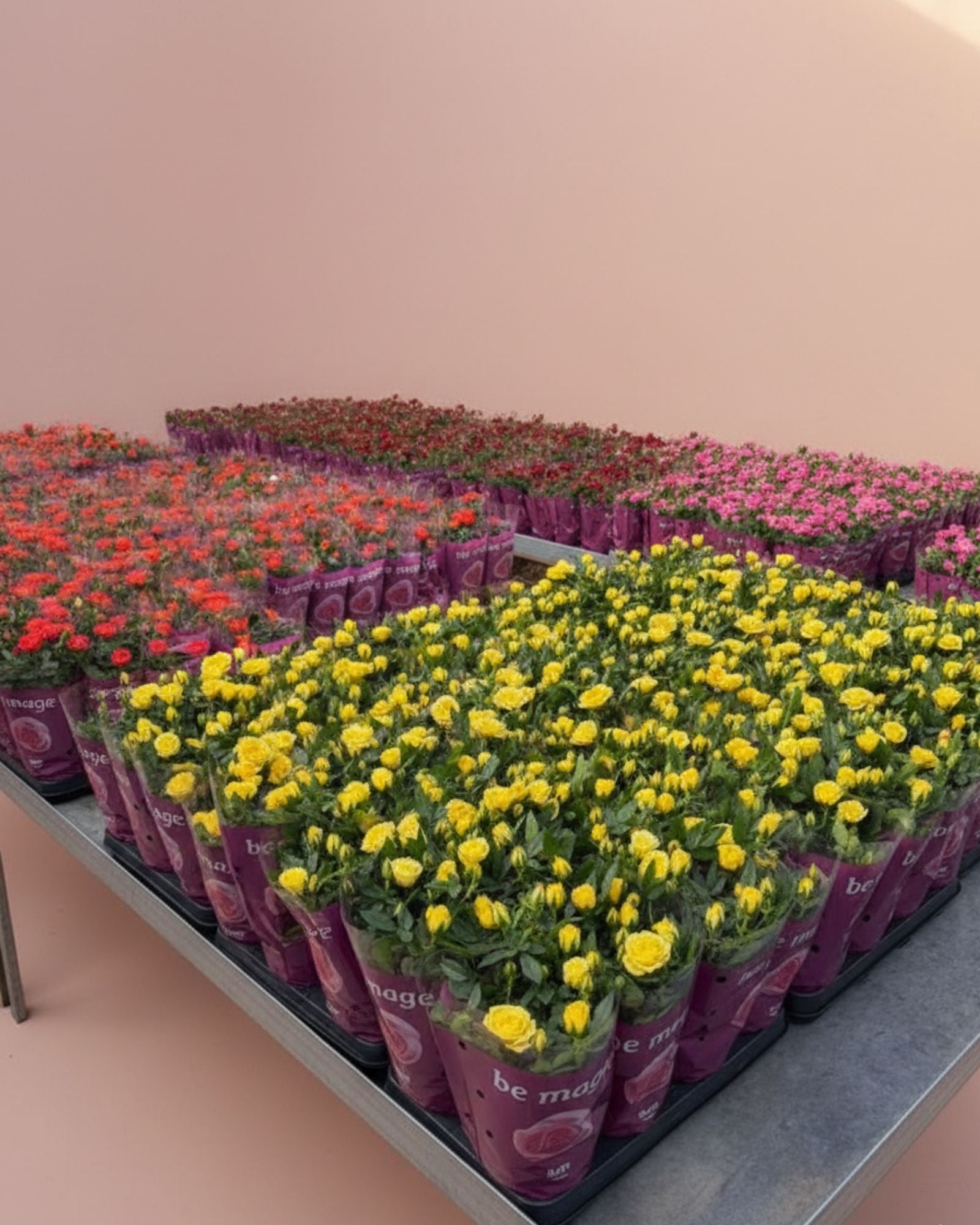 Baby Rose Amazing Jewel