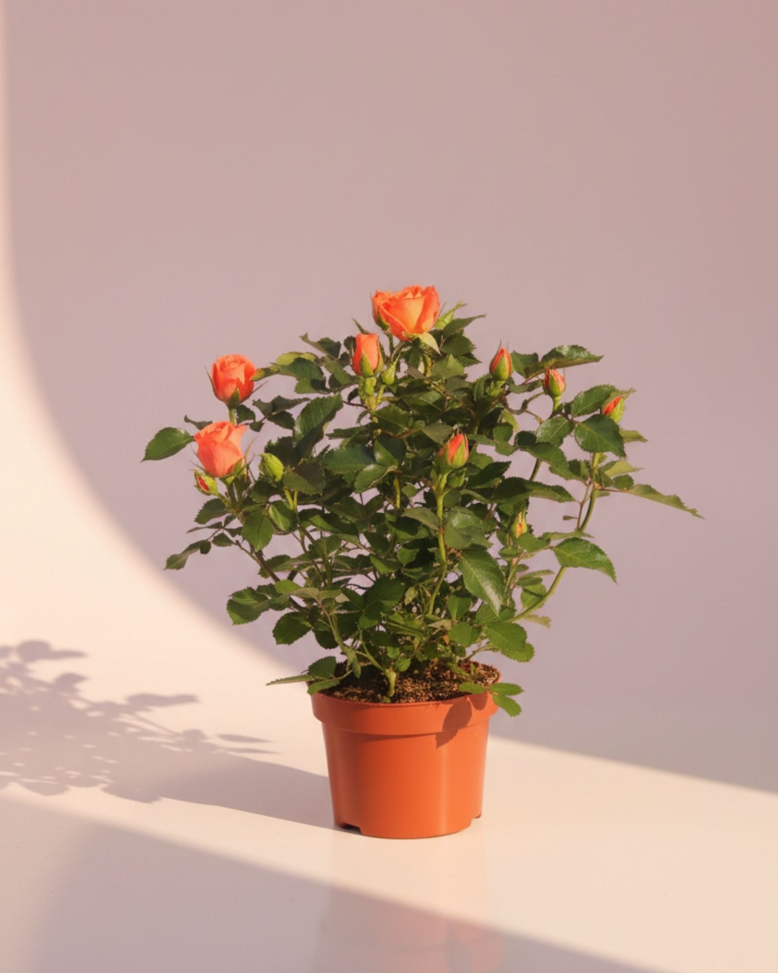 Baby Rose Orange Jewel