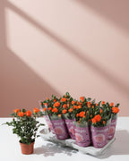 Baby Rose Orange Jewel