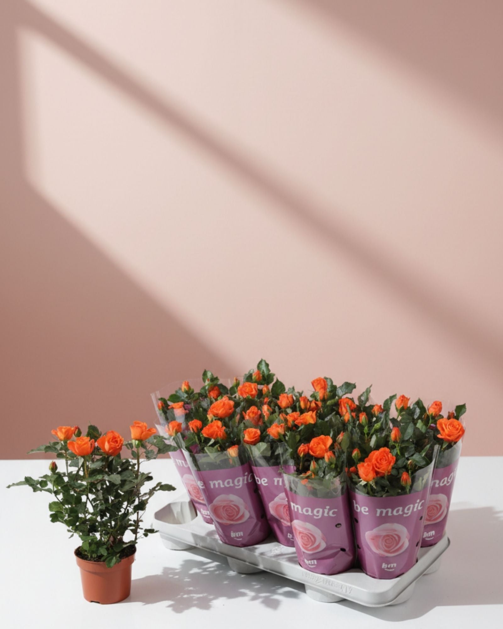 Baby Rose Orange Jewel