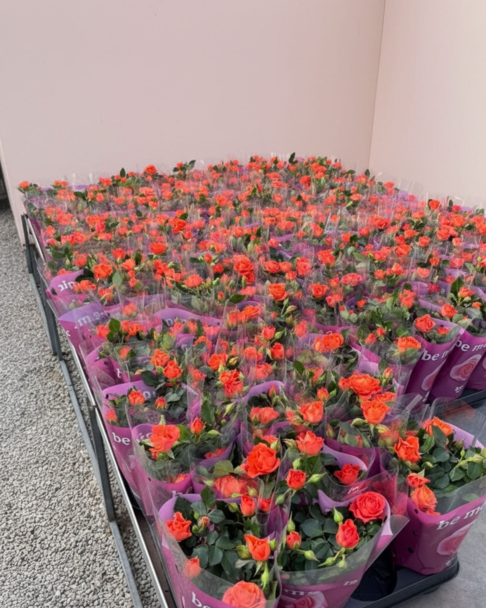 Baby Rose Orange Jewel