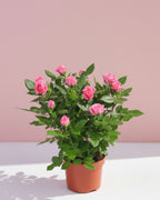 Baby Rose Sparkling Jewel