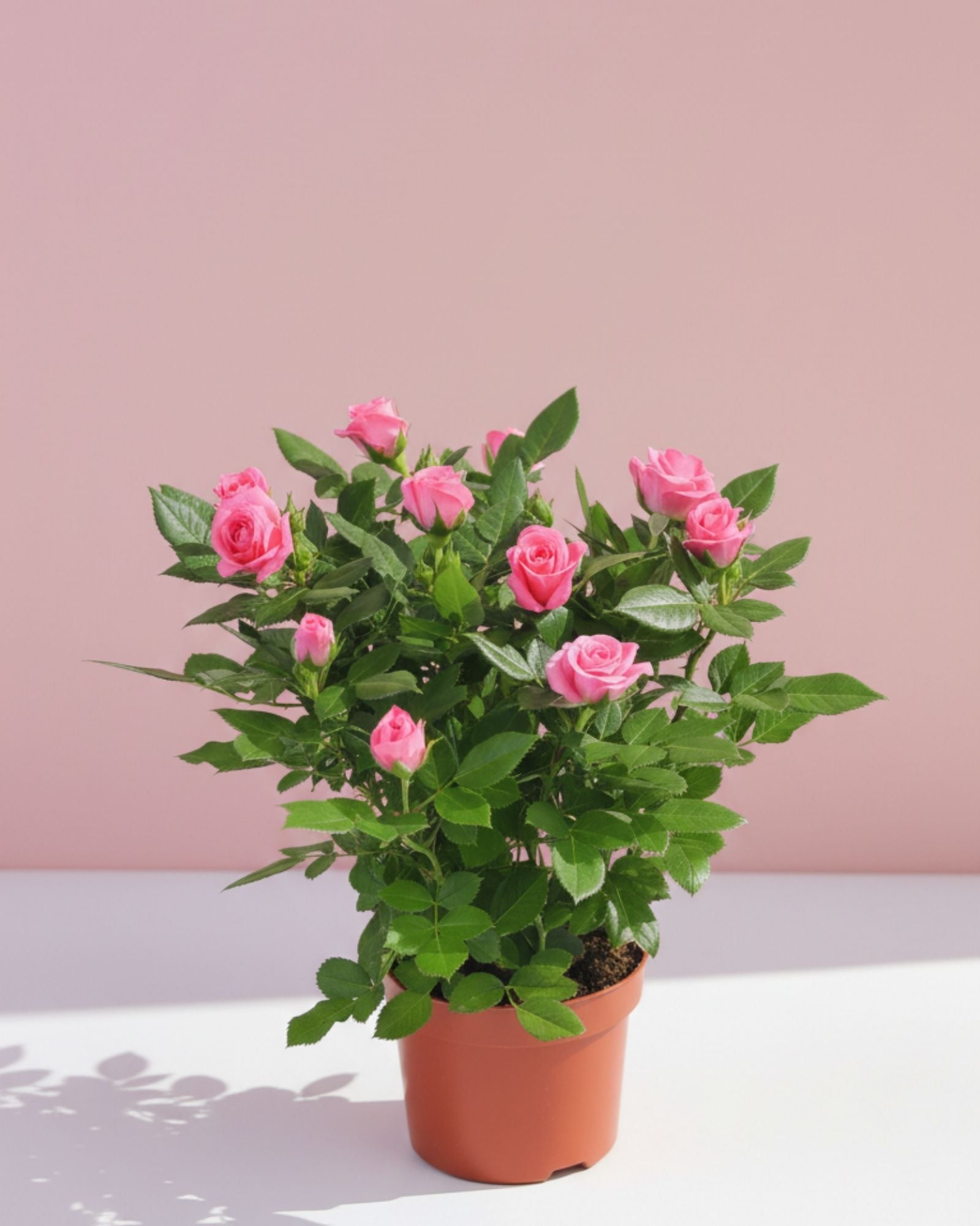 Baby Rose Sparkling Jewel