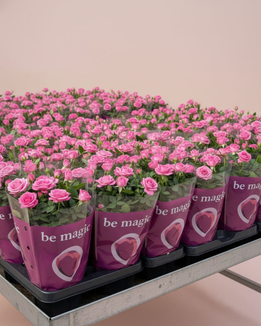 Baby Rose Sparkling Jewel