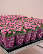 Baby Rose Sparkling Jewel