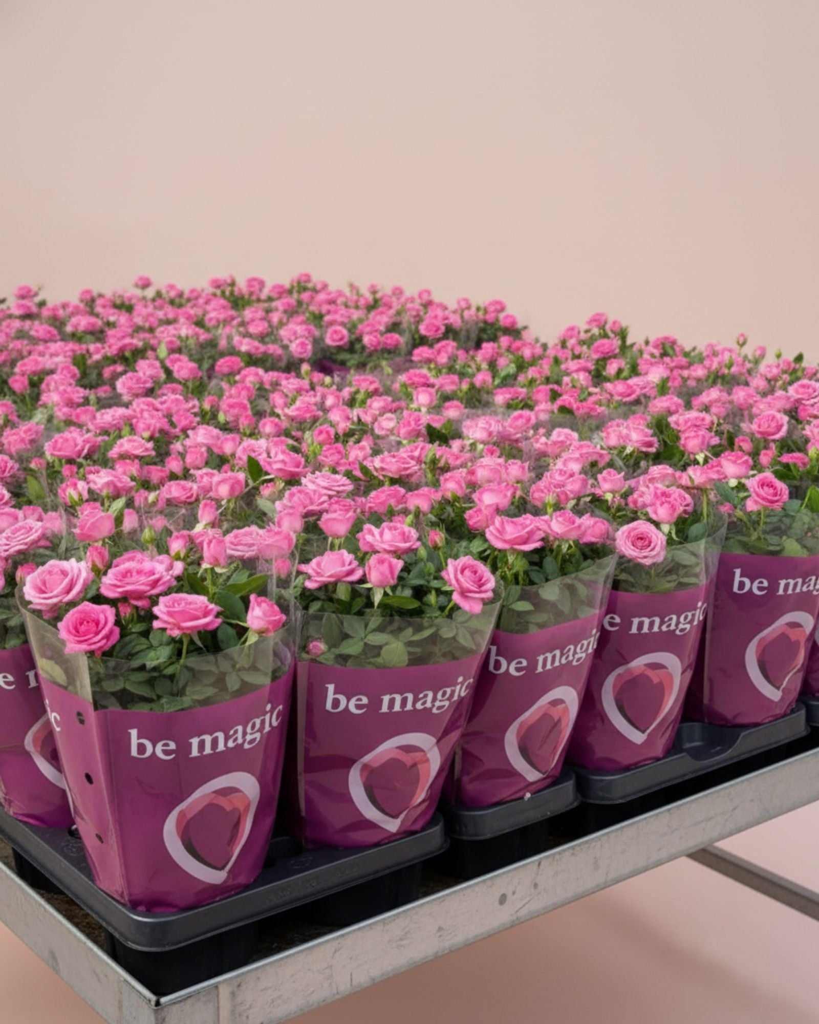 Baby Rose Sparkling Jewel