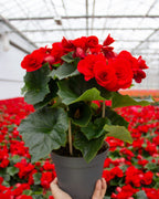 Begonia Baladin