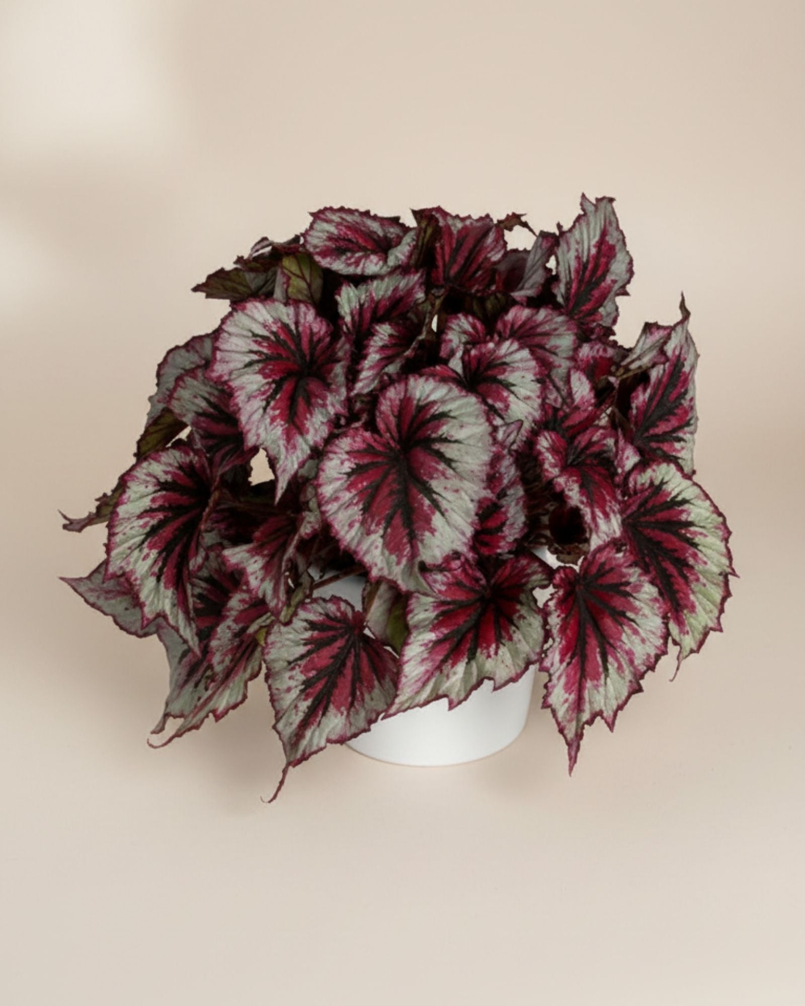 Begonia Evening Glow