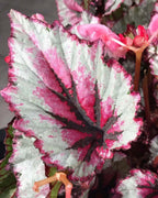 Begonia Evening Glow