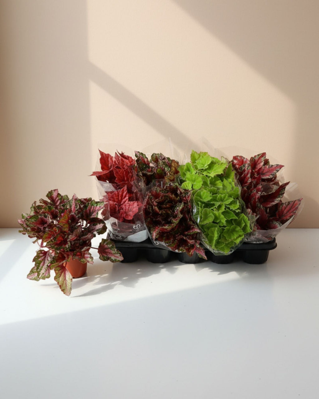 Begonia Evening Glow