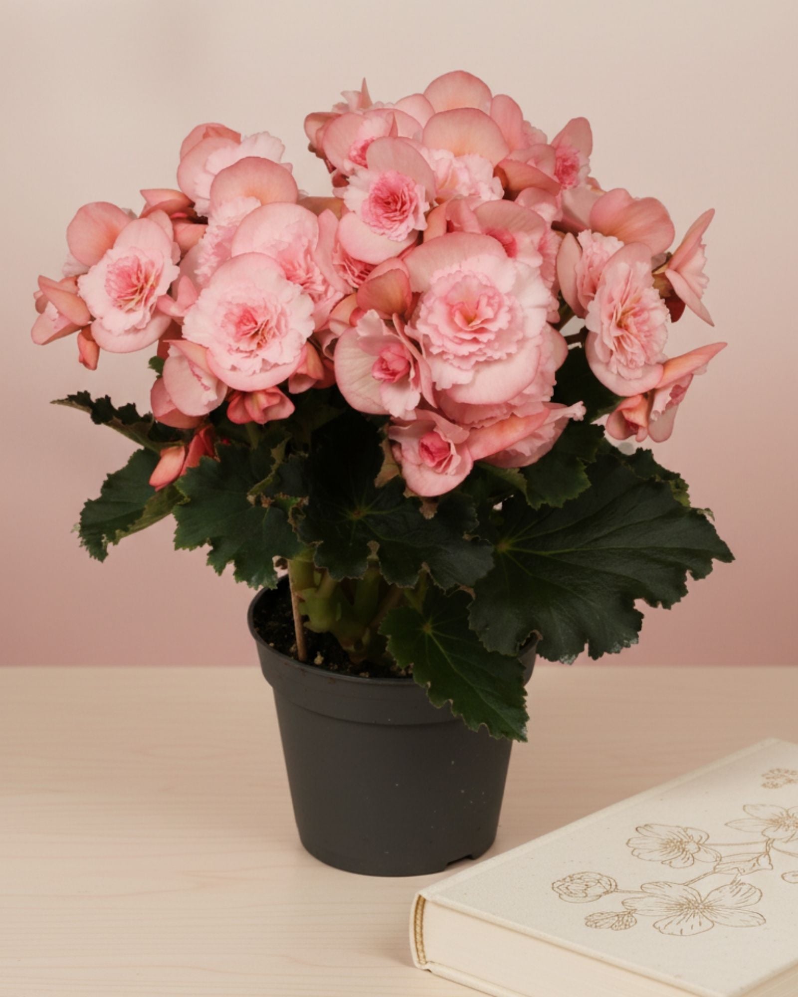 Begonia Borias