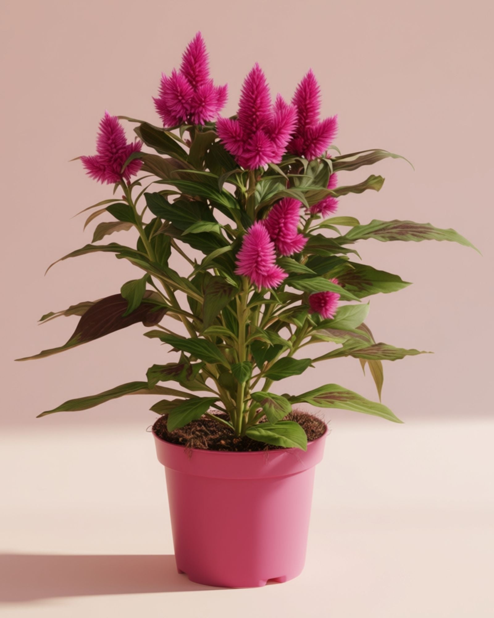 Celosia Deep Purple