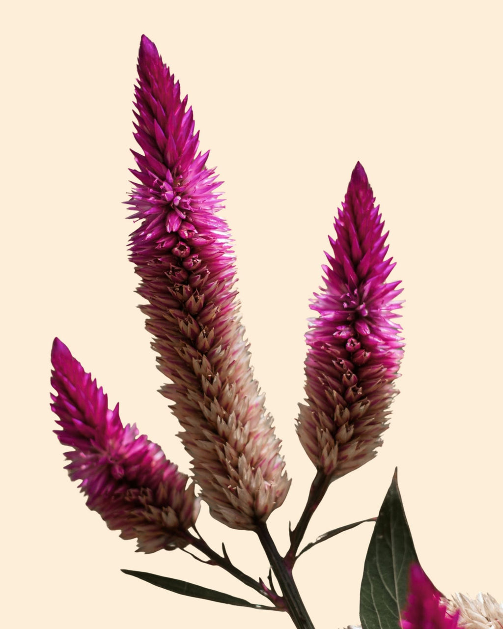 سێلۆسیا مۆر (حەفەندی)