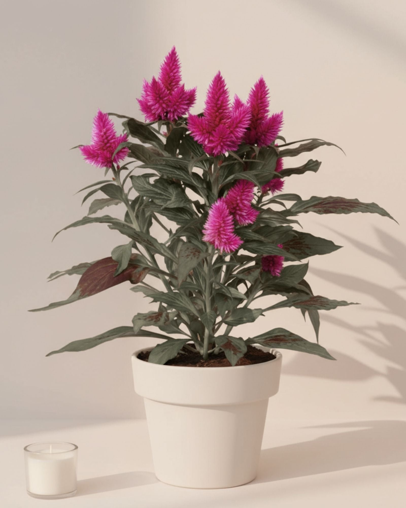 Celosia Deep Purple