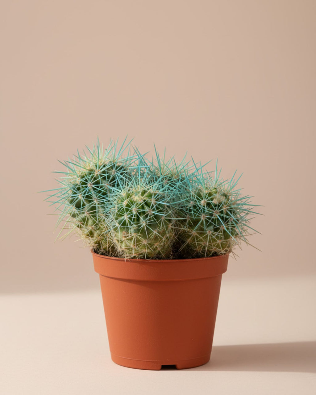 Cactus Barrel Cluster