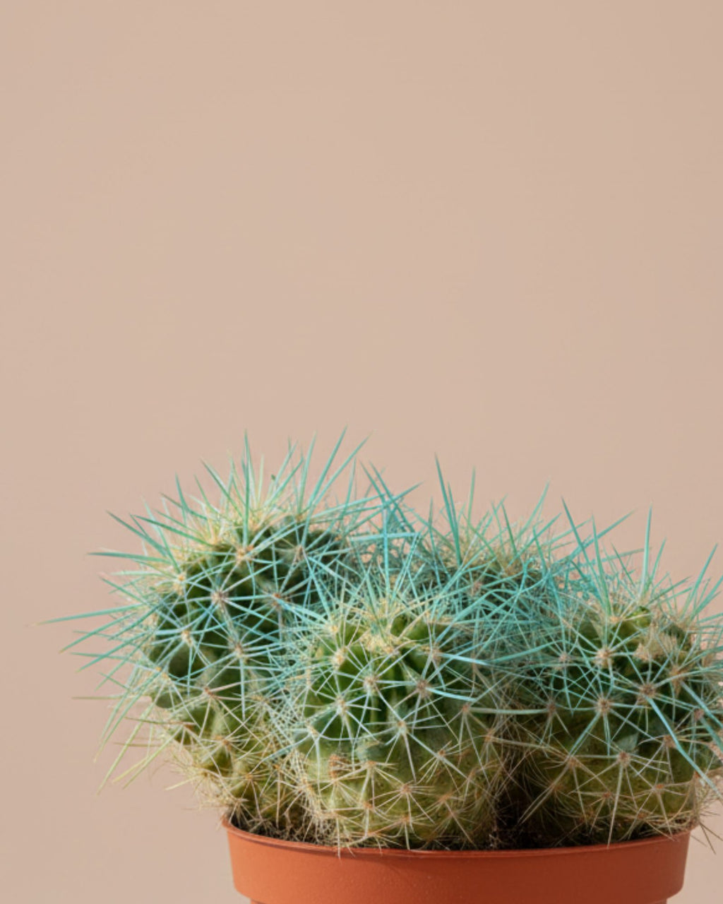 Cactus Barrel Cluster