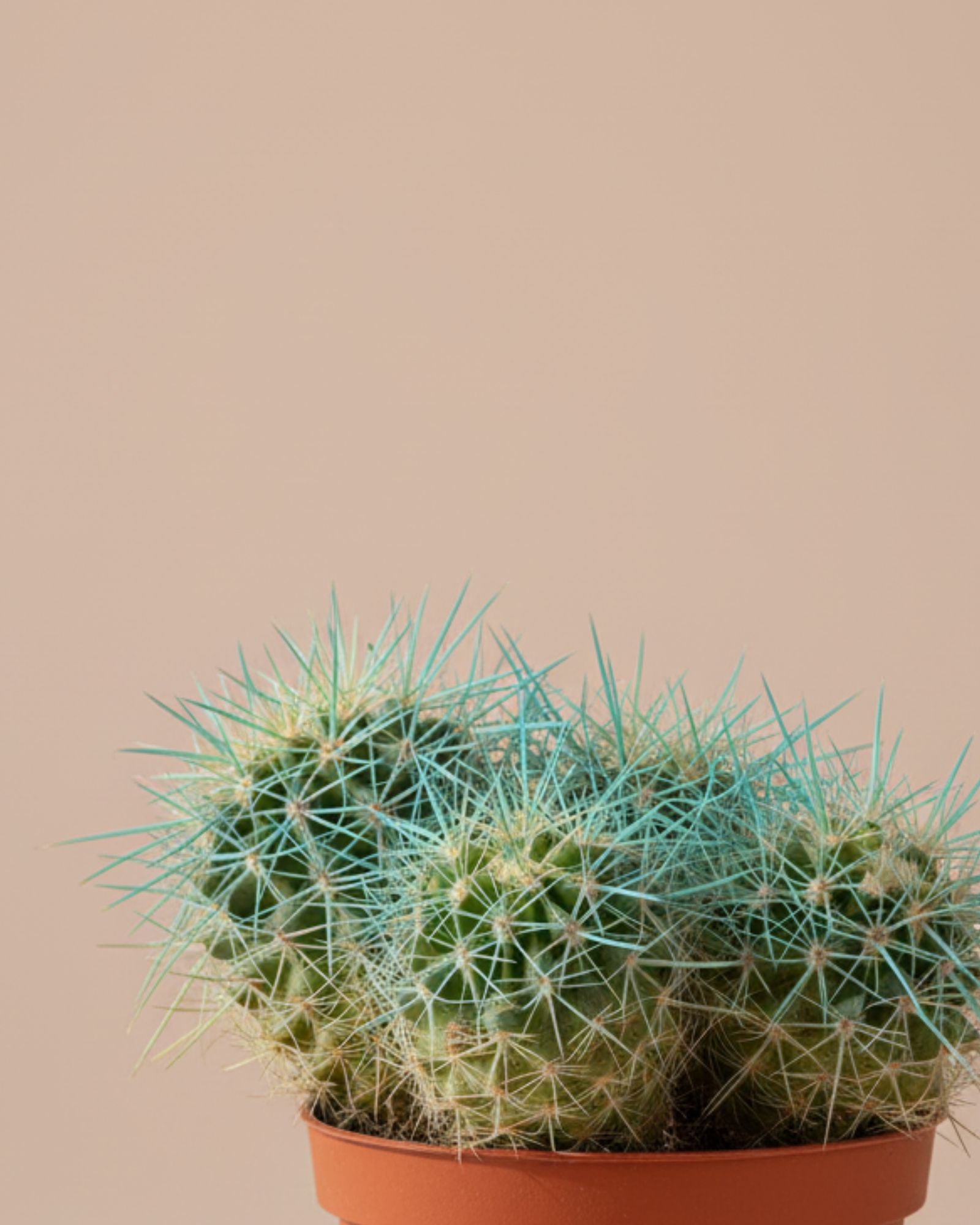 Cactus Barrel Cluster