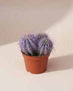 Cactus Globose Purple