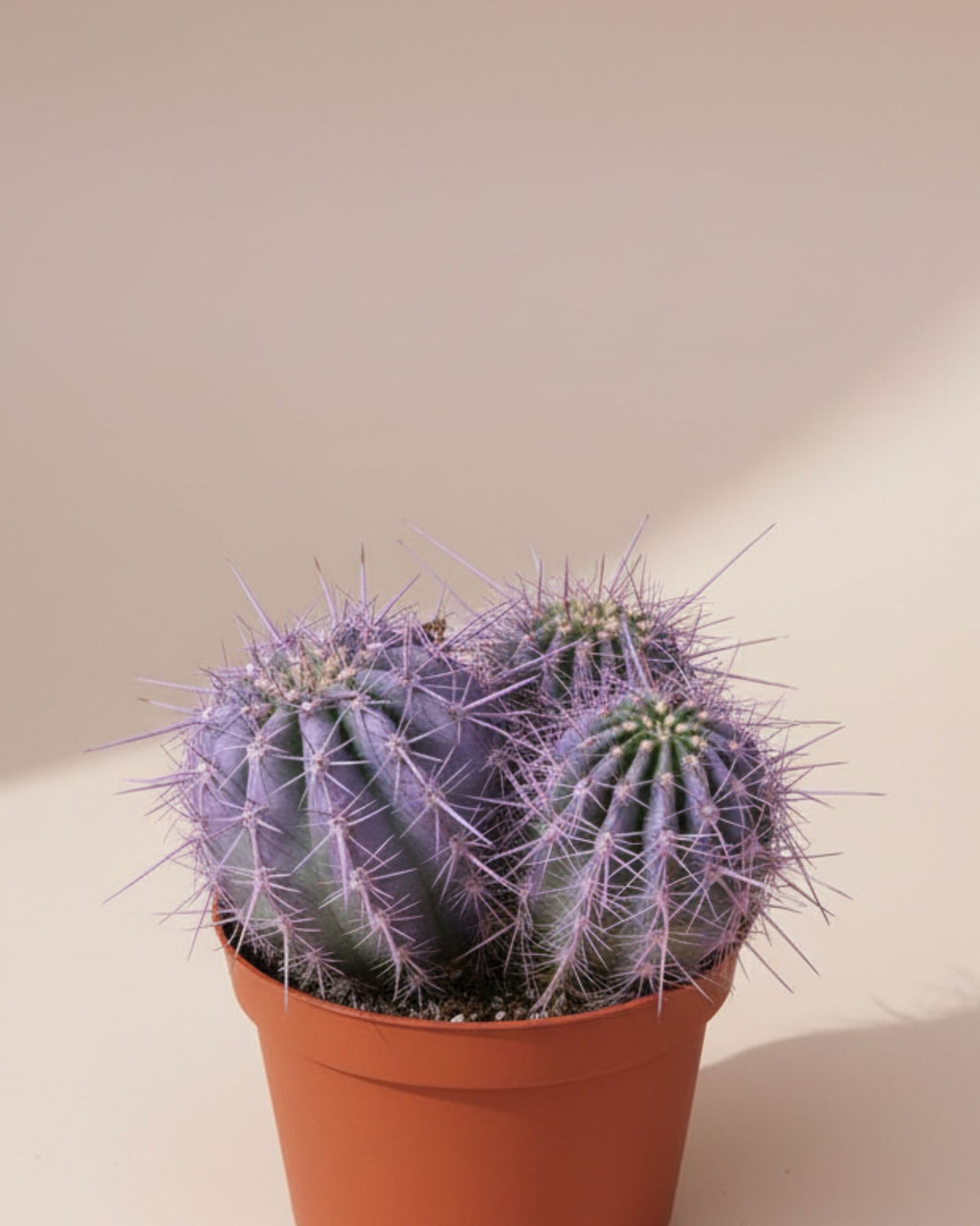 Cactus Globose Purple