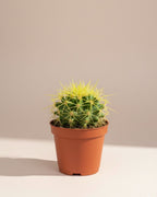 Cactus Golden Barrel