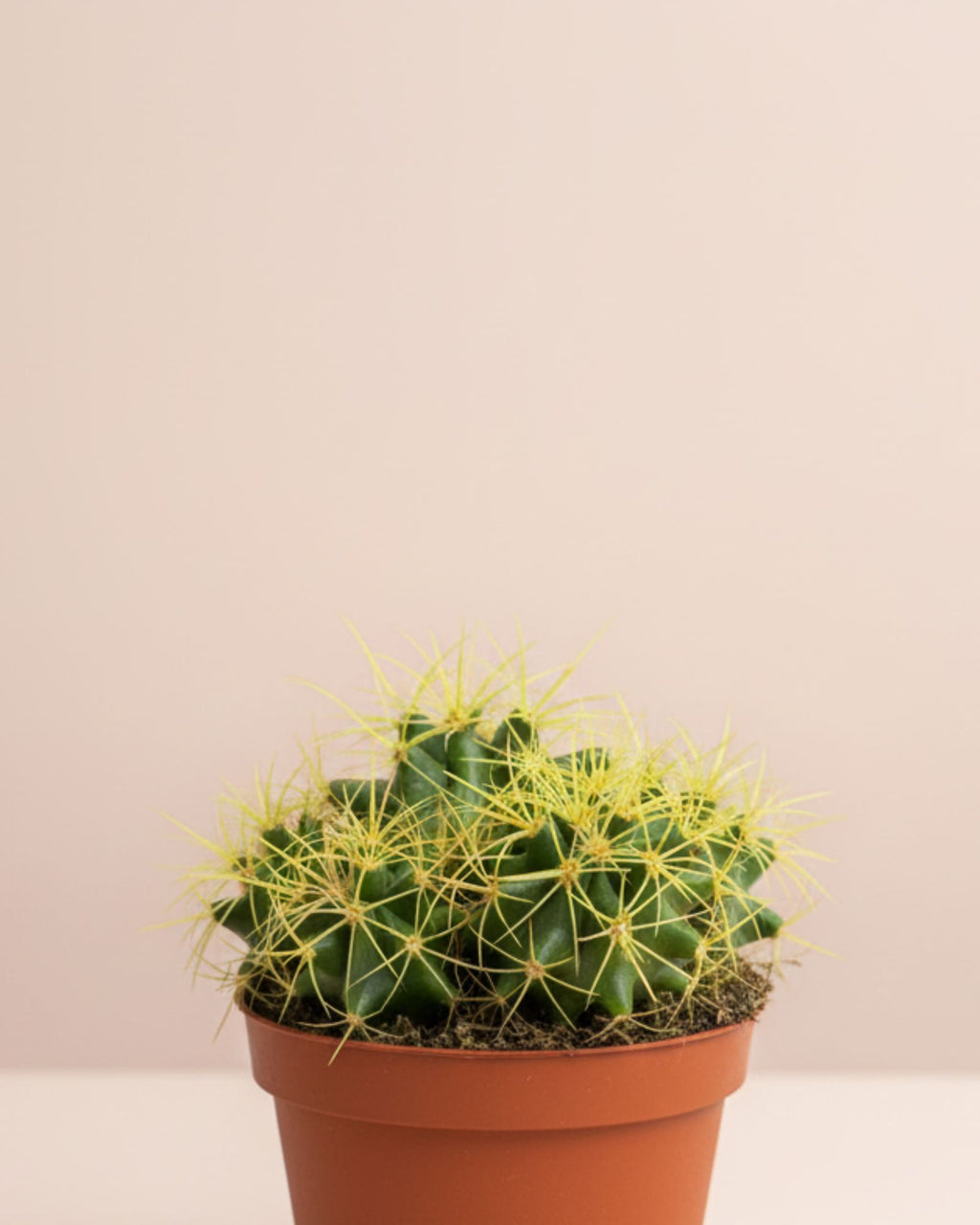 Cactus Golden Barrel