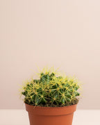 Cactus Golden Barrel