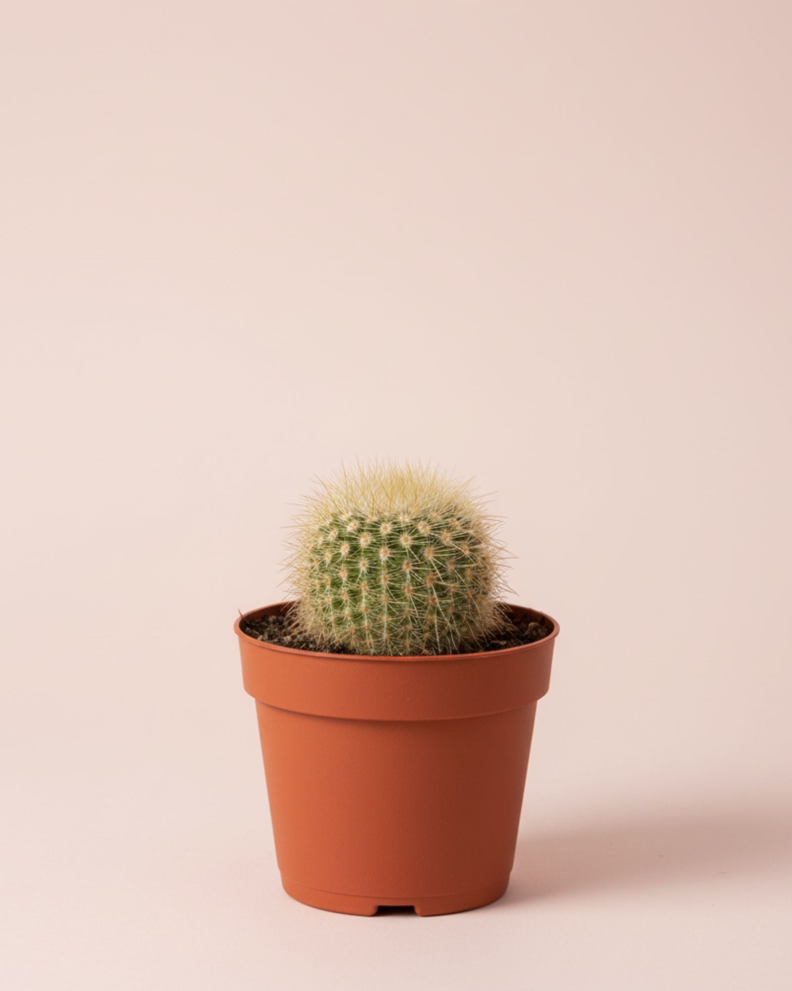 Cactus Golden Powder