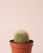 Cactus Golden Powder