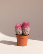 Cactus Rainbow Pink