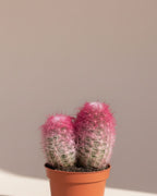 Cactus Rainbow Pink