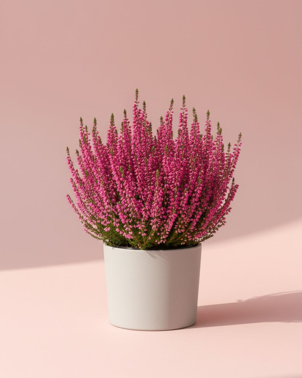 Calluna Vulgaris Pink
