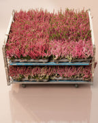 Calluna Vulgaris Pink