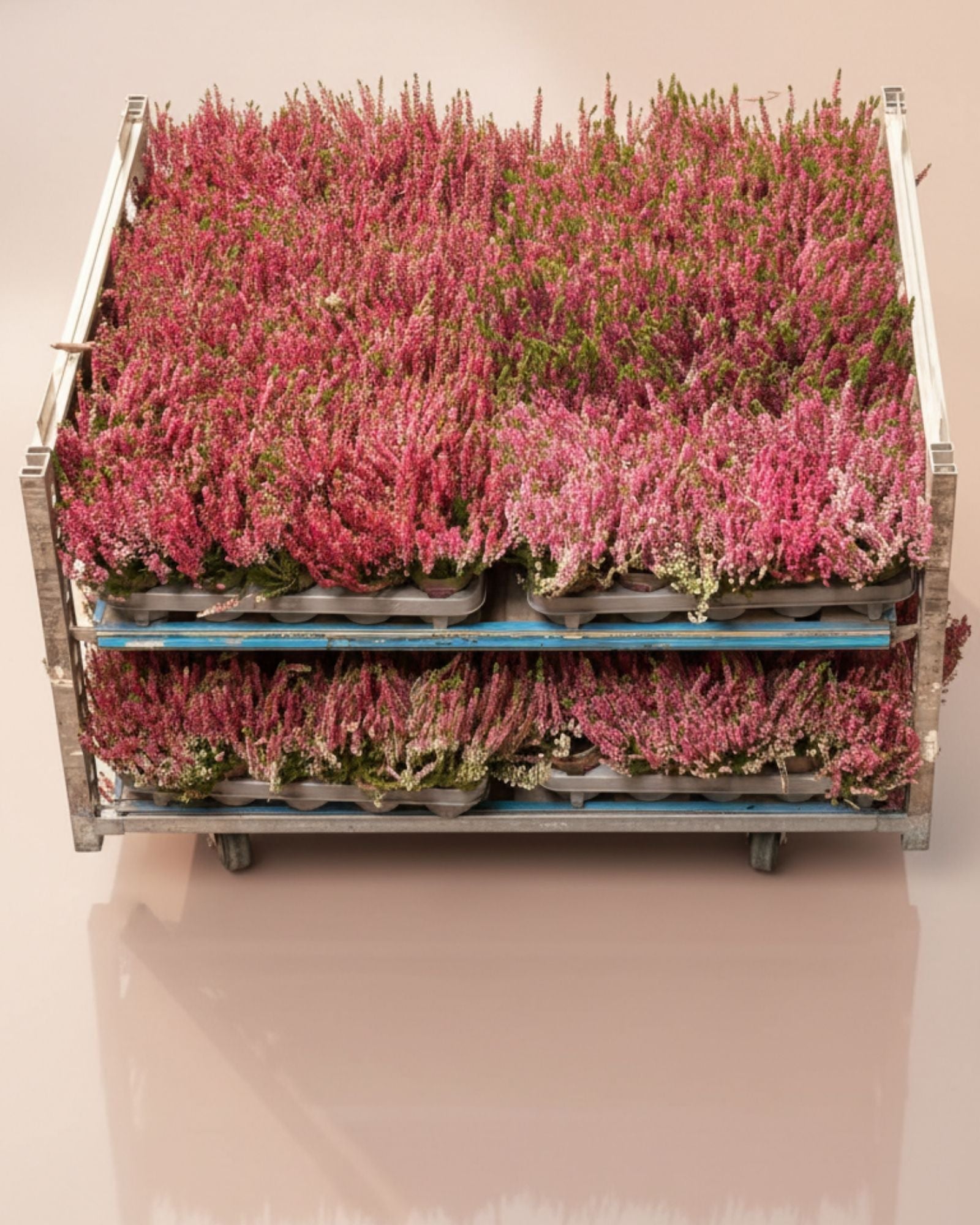 Calluna Vulgaris Pink