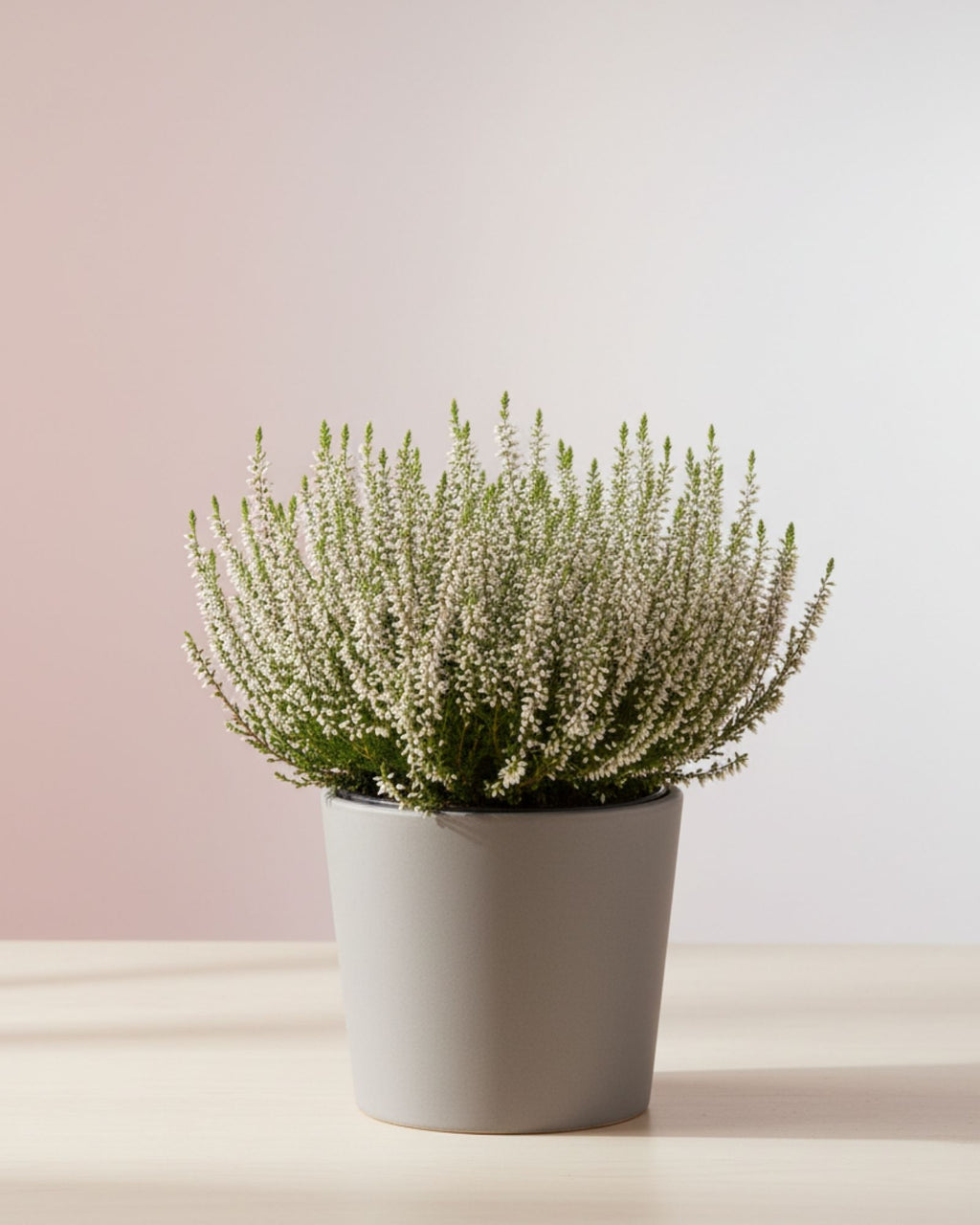 Calluna vulgaris White