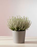 Calluna vulgaris White
