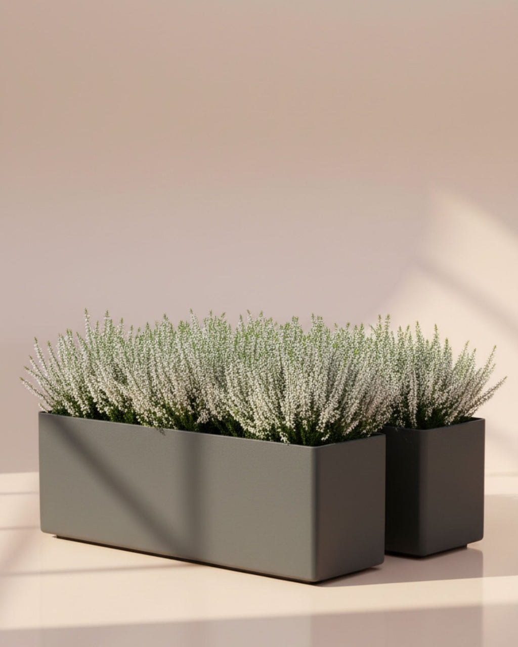 Calluna vulgaris White