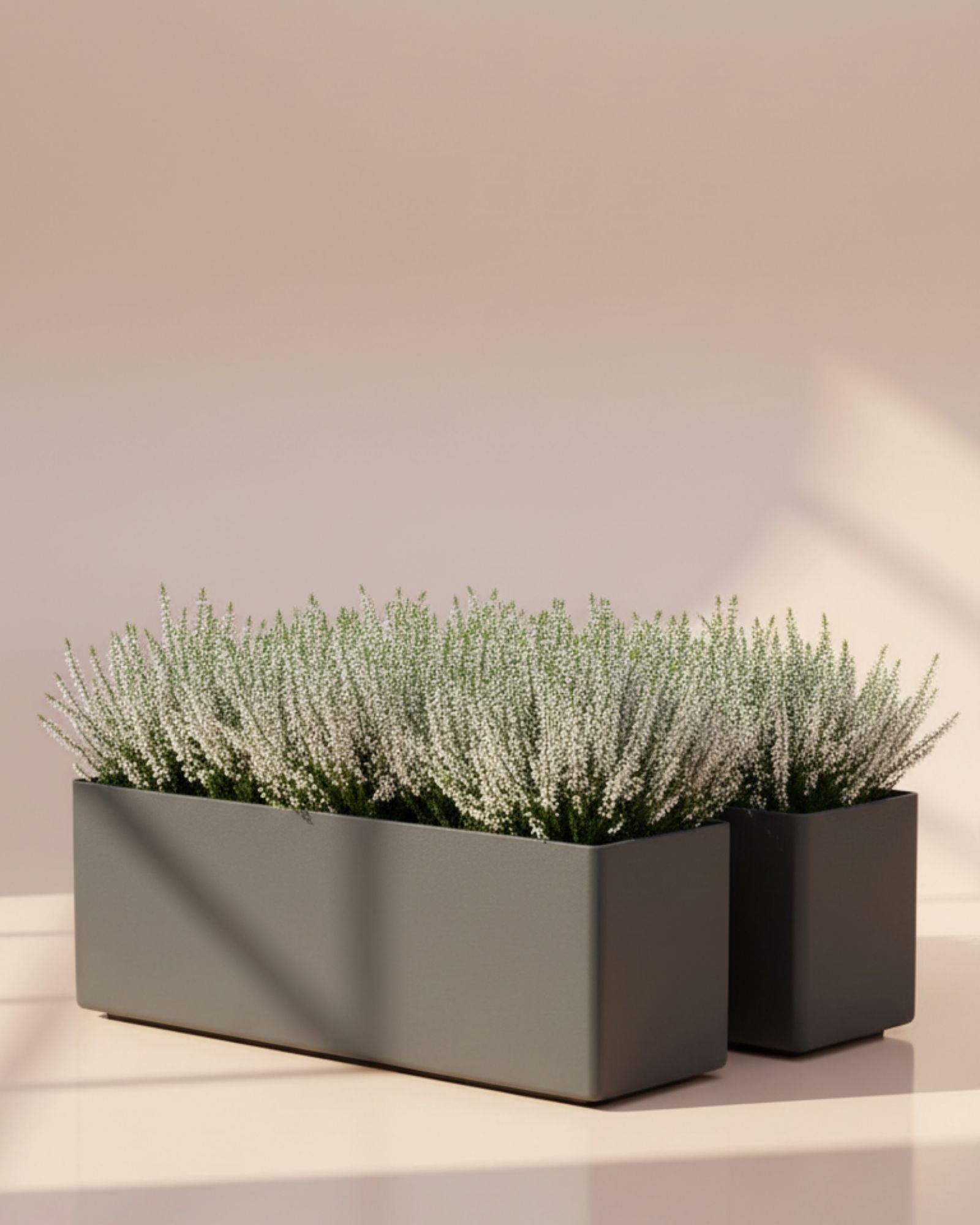 Calluna vulgaris White