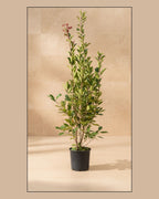Cherry Laurel Small