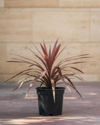 Cordyline Red Star