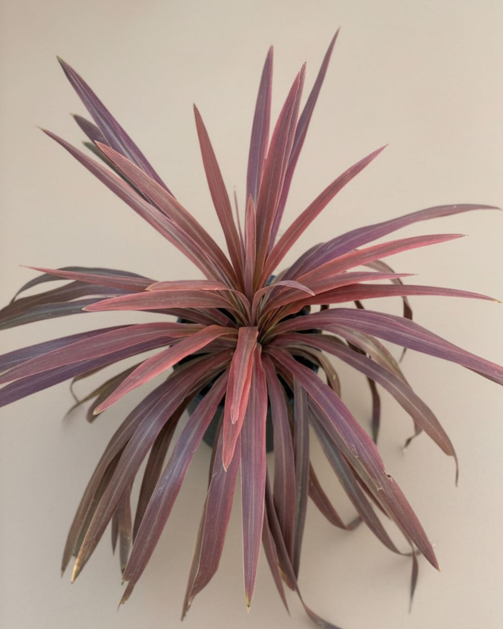 Cordyline Red Star