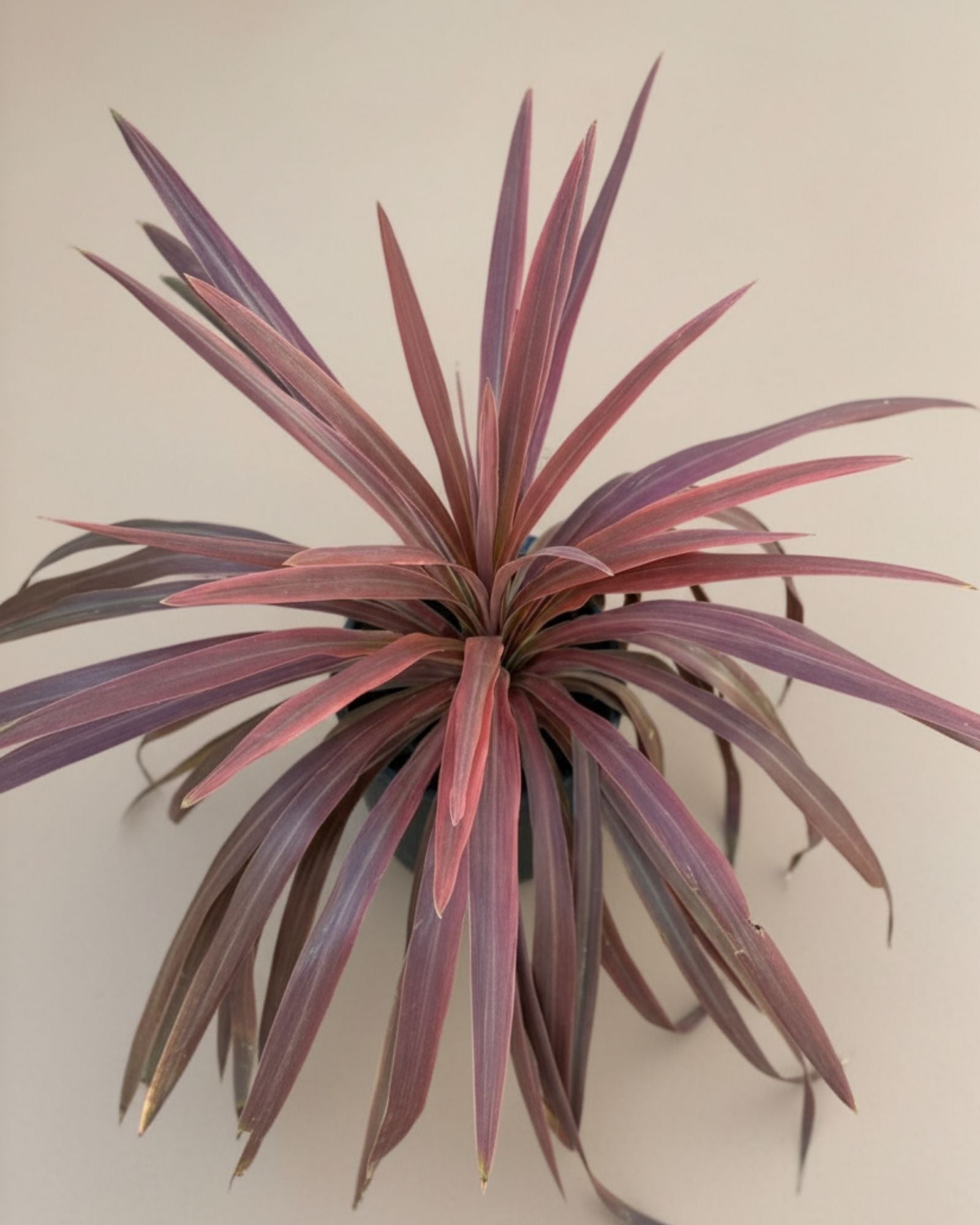 Cordyline Red Star
