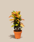 ڕووەکی کرۆتۆن