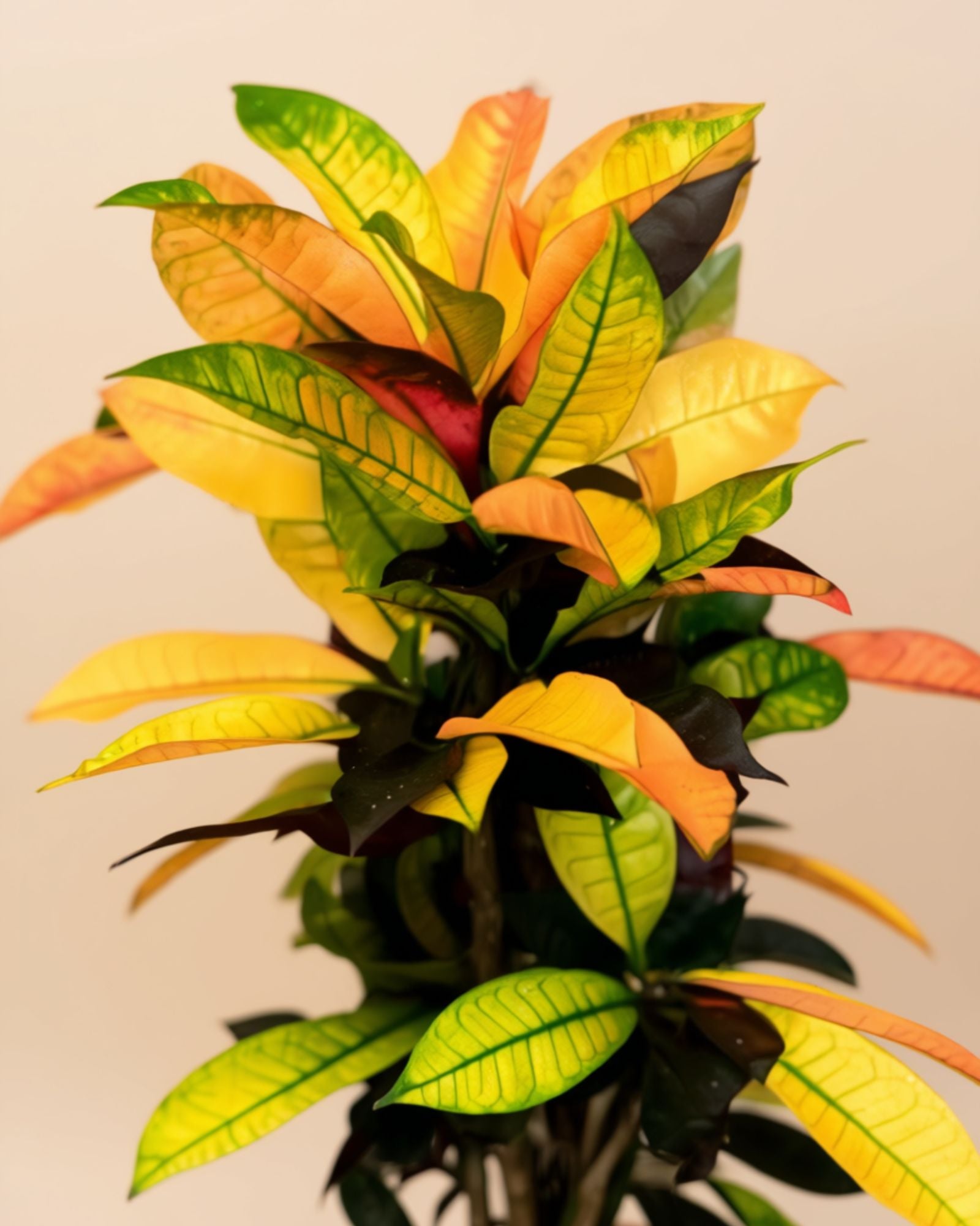 Croton Plant