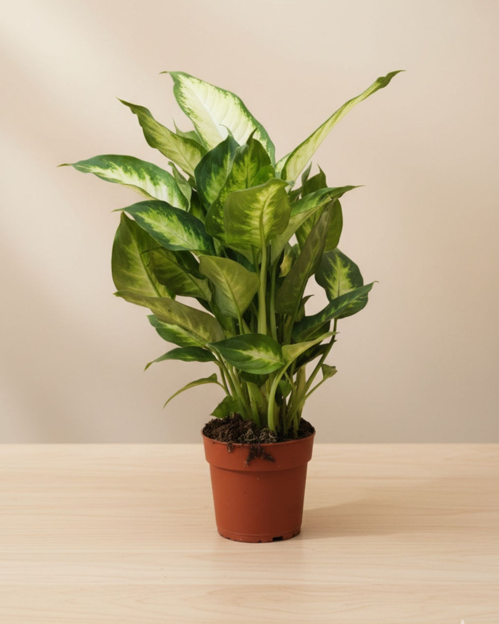 دفن باخی کامیلی