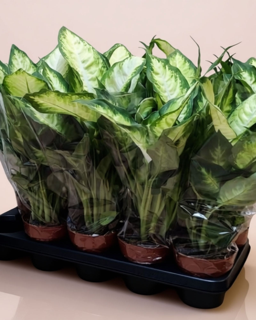 دفن باخی کامیلی